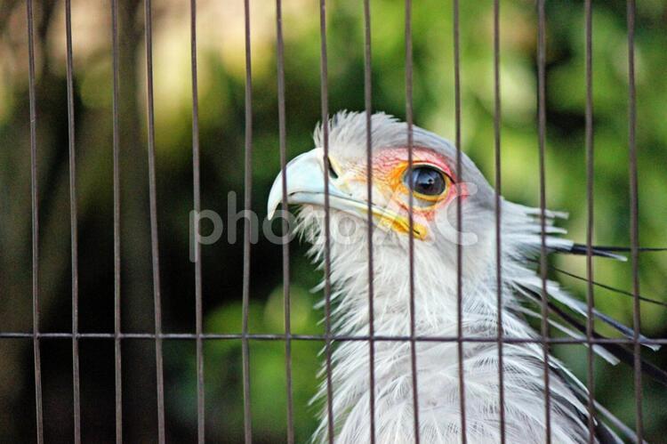 檻の中のヘビクイワシ ヘビクイワシ,蛇食鷲,鷲の写真素材