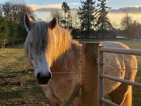 近づいてきた馬 近づいてきた馬 動物,馬,自然の写真素材