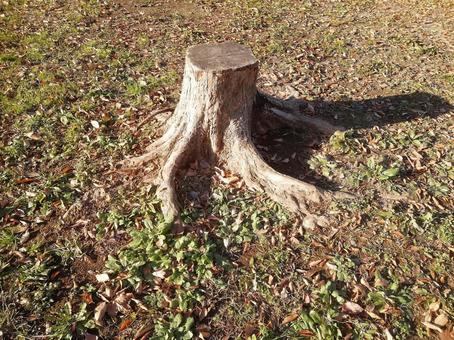 切り株008 切り株,自然,草の写真素材