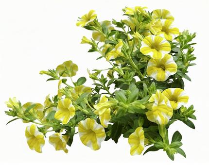 レモンスライスの花の切抜き(背景透過可) レモンスライスの花の切抜き(背景透過可) 花,切り抜き,レモンスライスの写真素材