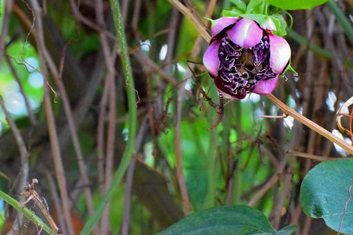 パッシフローラ アラタ 花,珍しい,蕾の写真素材