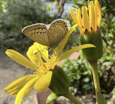 ツワブキの花にとまるシジミチョウ ツワブキ,花,つぼみの写真素材