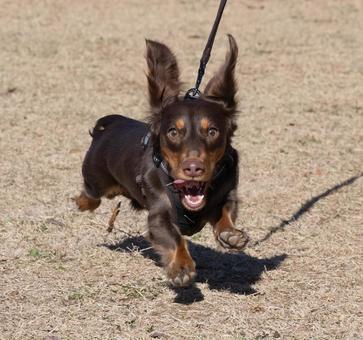 全速力で走るダックスフンド 全速力で走るダックスフンド 犬,ダックスフンド,走るの写真素材