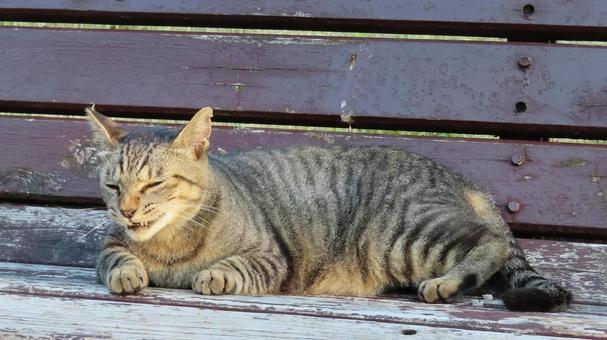 カメラ目線で言いたい事がありそうな猫様 カメラ目線で言いたい事がありそうな猫様の写真