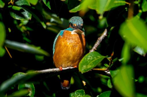 Kingfisher perched on a branch, JPG