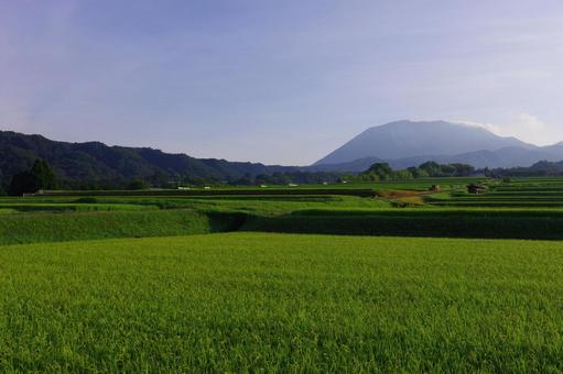 大山 貝田 棚田 稲穂 夜明け 大山 貝田 棚田 稲穂 夜明け 大山,貝田,棚田の写真素材