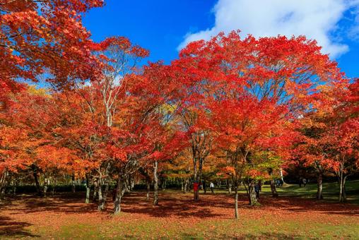 北海道の紅葉 紅葉,秋,福原山荘の写真素材