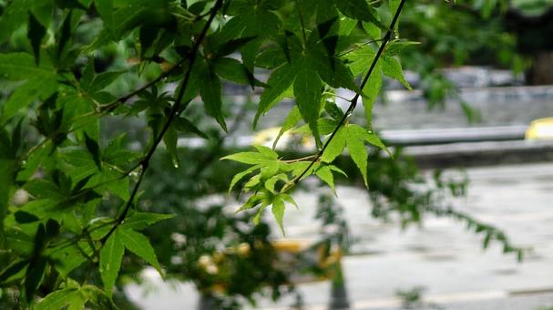 公園の緑椛 公園の緑椛の写真