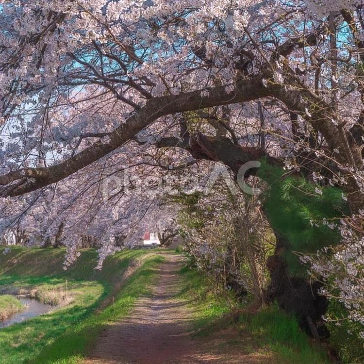 桜並木 自然,アウトドア,花の写真素材