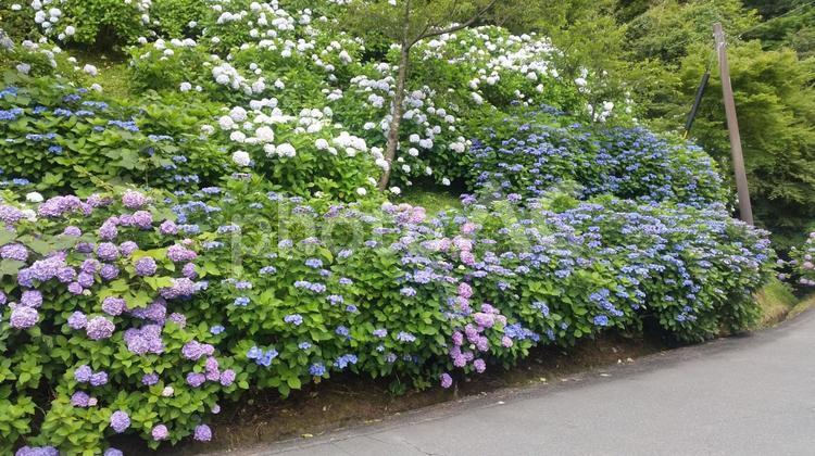 色とりどりのあじさい 6月,7月,あじさいの写真素材