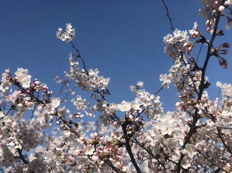 青空の下、咲き誇る桜 青空の下、咲き誇る桜の写真