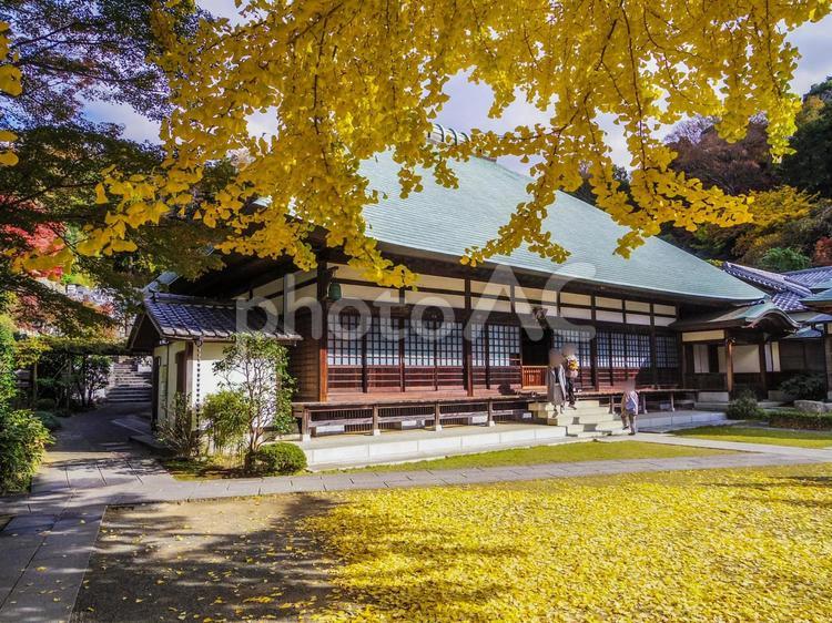 【神奈川県】鎌倉市・浄妙寺 浄妙寺,鎌倉五山,秋の写真素材