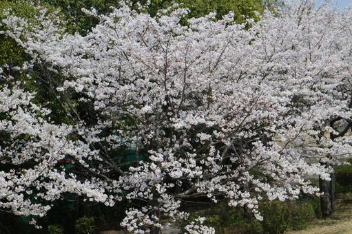 桜 桜の写真
