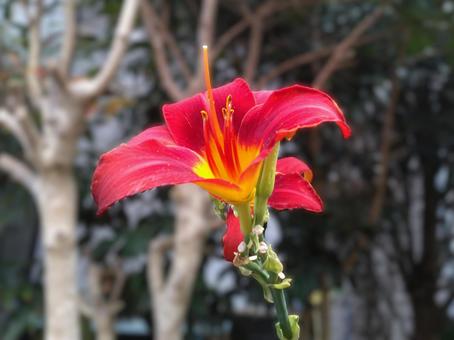 5 上向き(花弁5) 日陰 5 上向き(花弁5) 日陰の写真