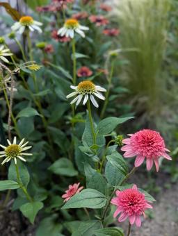 エキナセアの花 9 エキナセアの花 9 エキナセア,八重咲,花の写真素材