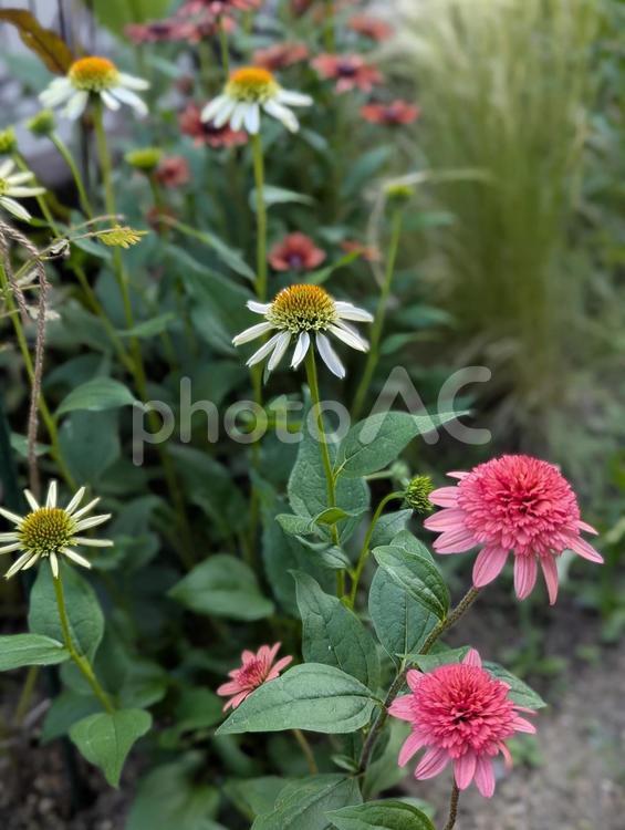 エキナセアの花 9 エキナセア,八重咲,花の写真素材