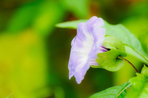 オオセンナリ⑵ オオセンナリ⑵の写真
