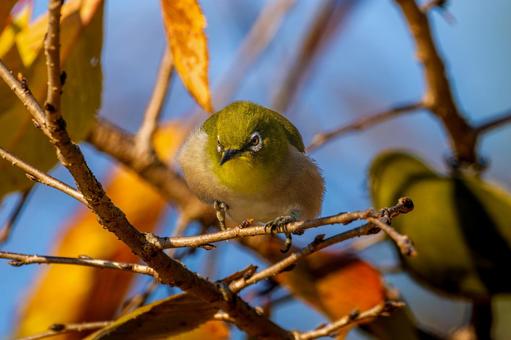 枝にとまるメジロの写真