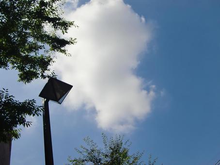 樹々と青空-7 樹々と青空-7の写真