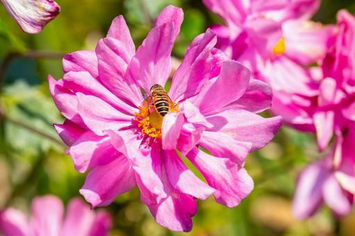 コスモス(70) 花,コスモス,アキザクラの写真素材