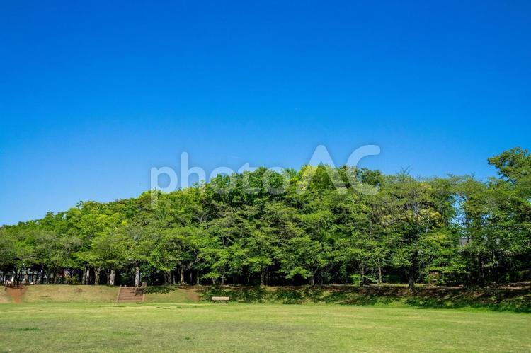 爽やかな公園の風景 公園,新鮮,散歩の写真素材