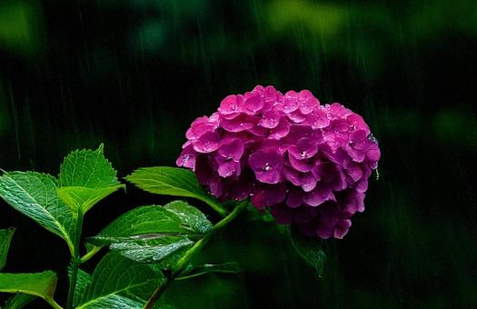 紫陽花 紫陽花の写真