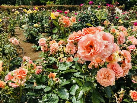 見頃をむかえたローズ2 見頃をむかえたローズ2の写真