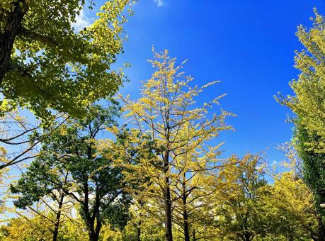 秋晴れの空と紅葉したイチョウの木々 秋,紅葉,イチョウの写真素材
