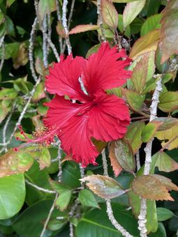 備瀬フクギ並木通り4 備瀬フクギ並木通り4 フクギ並木通り,沖縄県,本部町の写真素材