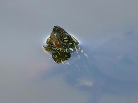 クサガメ 亀,クサガメ,在来種の写真素材