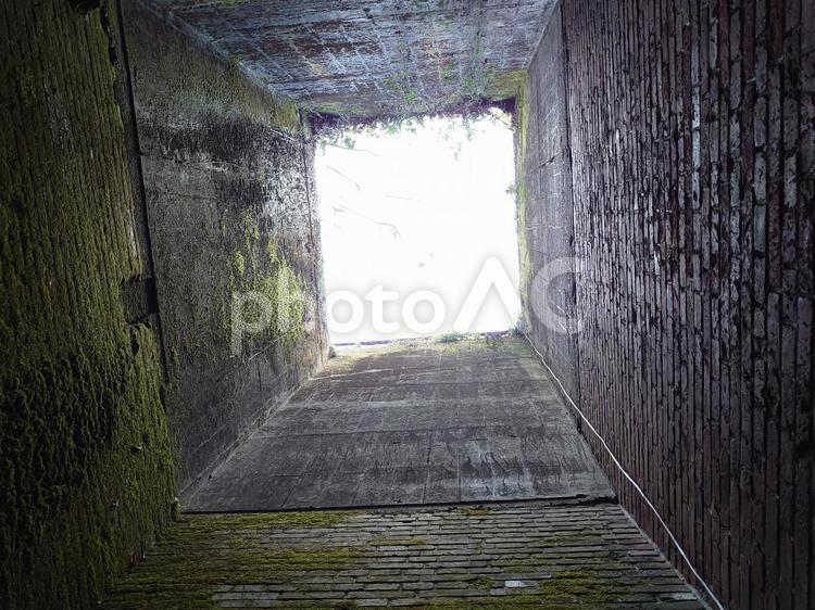 したから見た景色 秋,モミジ,鮮やかの写真素材