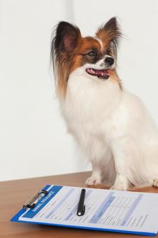 犬、書類 保険,契約,ペット保険の写真素材