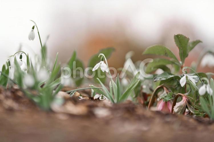 ガーデニングで可愛く咲いている白い花⑥ 花,植物,フラワーの写真素材