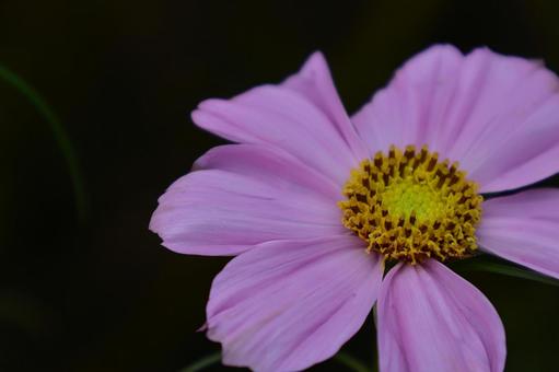 秋風に揺れて咲く コスモス,秋桜,花の写真素材