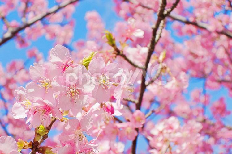 春の風景：さくらの花 春,風景,キラキラの写真素材