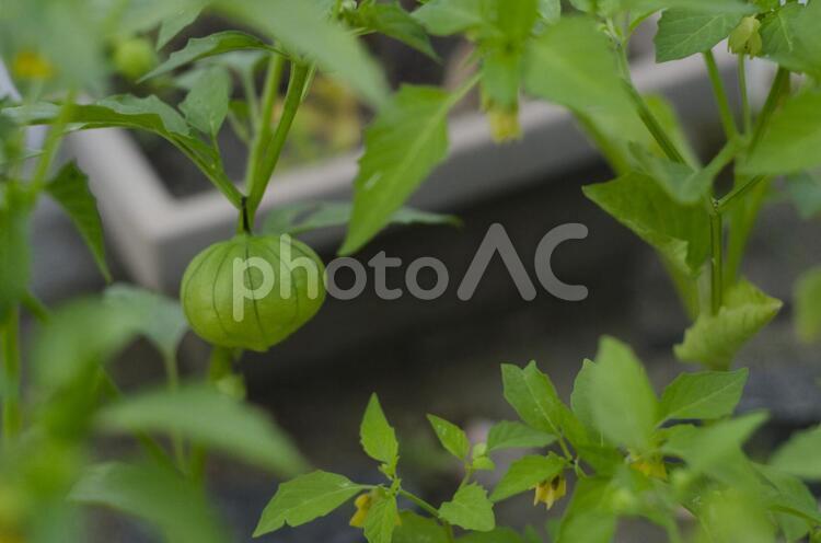 まだ小さいスイカの実３ スイカ,畑,農業の写真素材