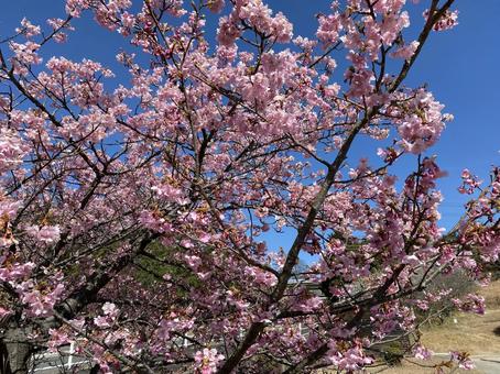 桜 桜 桜,さくら,サクラの写真素材