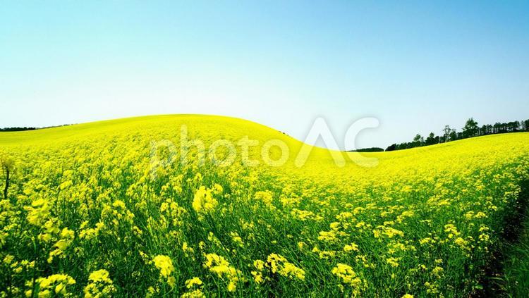 絶景の菜の花畑 菜の花畑,菜花,晴天の写真素材