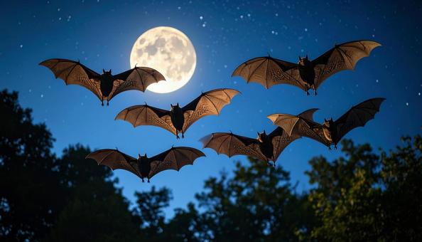 満月が輝く夜の空を飛んでいるコウモリ 満月が輝く夜の空を飛んでいるコウモリの写真