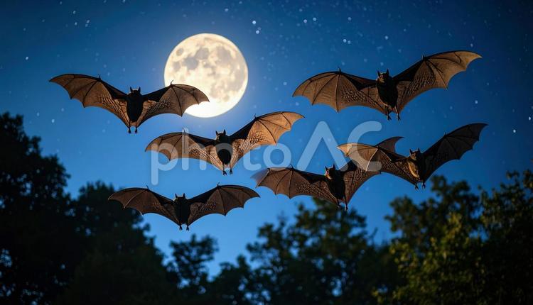 満月が輝く夜の空を飛んでいるコウモリ コウモリ,洞窟,夜行性の写真素材