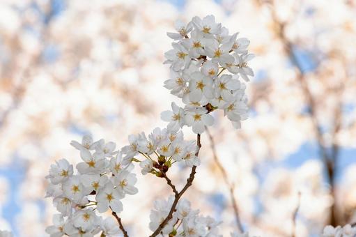 青空に映える満開の桜 7 桜,ソメイヨシノ,サクラの写真素材