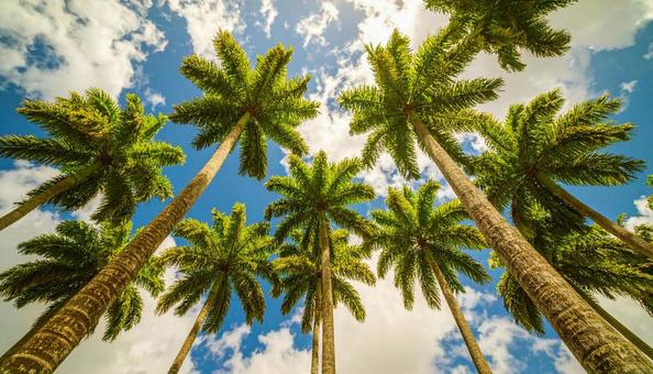 ヤシの木を見上げる　青空背景の写真