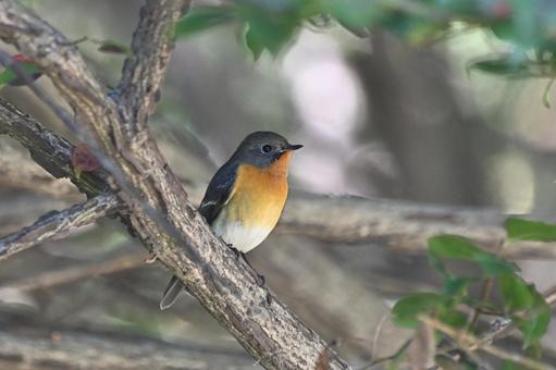 ムギマキの写真