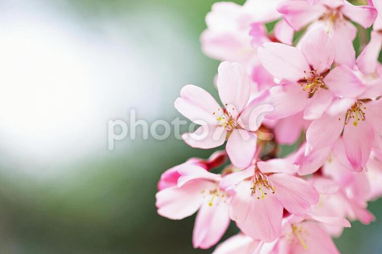 枝垂れ桜 枝垂桜,桜,花の写真素材
