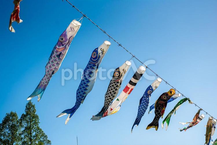 鯉のぼりと空３ 鯉のぼり,節句,春の写真素材