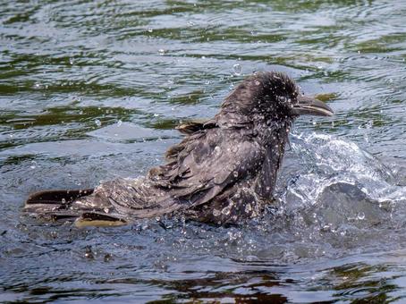 水浴びするカラス 水浴びするカラスの写真