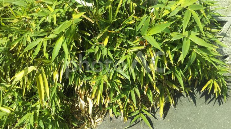笹の植え込み 植物,自然,春の写真素材