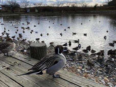 カモと一緒に カモと一緒にの写真