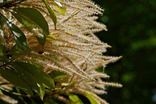 Quercus serrata flower, JPG Quercus serrata flower, JPG
