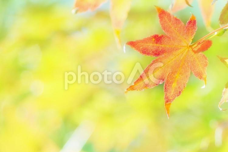 キラキラの緑背景と赤く紅葉したモミジ 秋,紅葉,もみじの写真素材